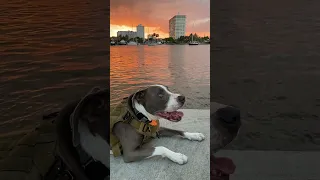 Spring Breaker Dog From NYC Enjoys Fort Lauderdale Sunset #cutedog #dogshorts #dogs #dog #doglover