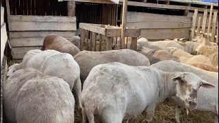 Катумские Овцы и бараны, в Омске, продажа, воцап 89236738007