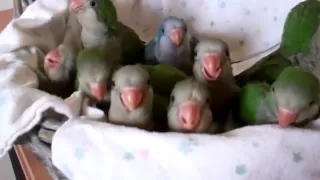Baby Quaker Parrots Time to Eat