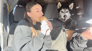 GIANT HUSKY wants pasty BUT MINI DOG refuses to go on a walk