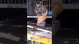 Big Cat Talk! - Roar, Purr, Meow