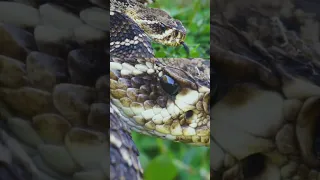 GIANT SNAKE  IN WILD! #snake #wildlife #wildlifephotography #nature