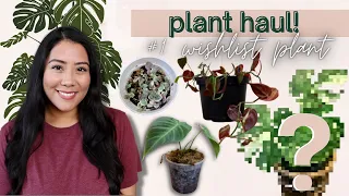 BUYING MY MOST EXPENSIVE PLANT | getting my #1 wishlist plant! | rare & uncommon plants haul