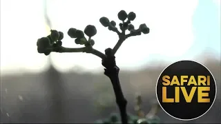 safariLIVE - Sunrise Safari - August 31, 2018