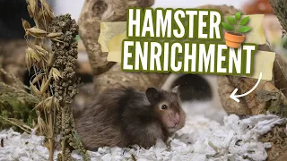 All About Hamster Enrichment 🌾