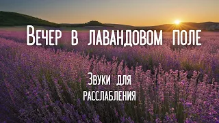 Звуки вечернего лавандового поля | Звуки для релакса | Звуки для сна