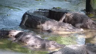 зоопарк и сад бабочек.экскурсия Пхукет. Zoo and butterfly garden Phuket