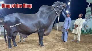 Biggest Bulls of JAMAAL CATTLE FARM Karachi 2024 ll Cattle Farming in Pakistan #cow  #bull #mandi
