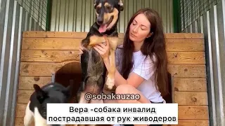 Вера уехала из приюта домой! Приют «Щербинка» SOBAKA-UZAO.RU