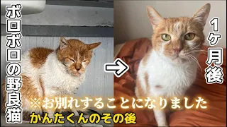 ボロボロの野良猫保護〜【ご報告】かんた君のその後〜