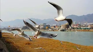 Речные чайки. Сырдарья. River gulls of Syrdarya.