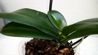 Пересадка орхидеи Полька дотс