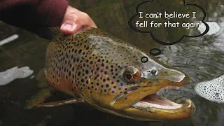 Understanding Trout Behaviour Podcast