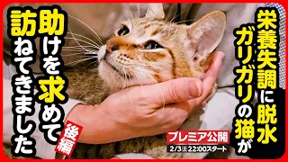 【野良猫 保護】自ら助けを求めて訪ねてきた猫...「孤独」と「恐怖」しかなかった日々から、少しずつ世界が広がっていく【後編】