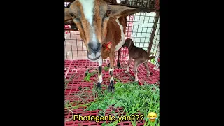 NANGANAK NA SI SHILOH‼️😮😮😮#goatfarming #goatraising #agribusiness #sustainablefarming #miragratia