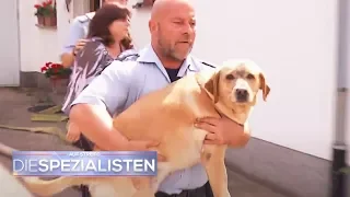 Der Hund ist sicher - Wo ist das Frauchen? | Auf Streife - Die Spezialisten | SAT.1 TV