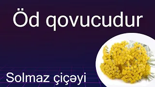 Öd qovucudur - Həzmi yaxşılaşdırır - Solmaz çiçəyinin faydaları