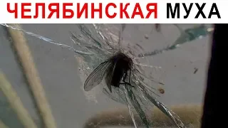 Лютые приколы. Супер муха