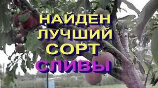 Лучший сорт сливы