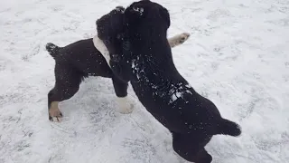 Щенячьи разборки или тестовые испытания будущих волкодавов/Serious fight of CAS puppies