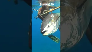 😲Spearfishing Huge Bluefin Tuna 200kg! #spearfishing #spearfishinglife #pesca #pescasubmarina #tuna