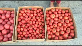 Цены сегодня рынок Большие Копани Херсонская область 02-08-2022.