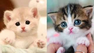OMG So Cute Cats ♥ Best Funny Cat Videos 2021 #001