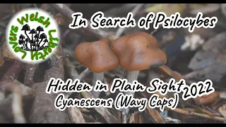 Psilocybe Cyanescens (Wavy Caps) - Hidden In Plain Sight 2022