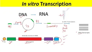 RNA Synthesis by In Vitro Transcription and Optimization of IVT mRNA