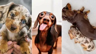 Dachshund Relaxing videos, Different Musical Tastes! Cute & funny dachshund dog video!