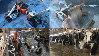 Feeding cattle with Bobcat, Fendt & Strautmann