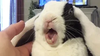 Rabbit learns he is adopted