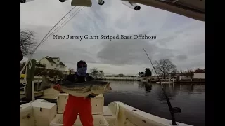 Epic Giant Striped Bass caught in New Jersey shore