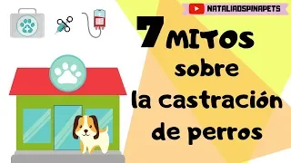 Mitos sobre la castración de perros - Tips by Natalia Ospina