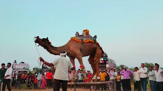 camel dance in Sultana।।camel dance