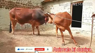 Buffalu Metting ||Small cow First time Crossing || Animals Ki Duniya||