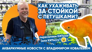 Аквариумные новости с Владимиром Ковалевым (17.09.2023). Как мы ухаживаем за стойкой с петушками?