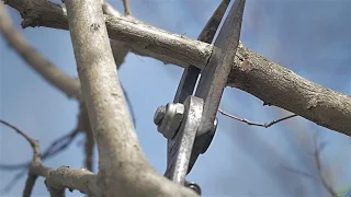 How to Prune a Crape Myrtle - A Step by Step Guide