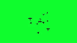 Flying birds green screen - Chroma key