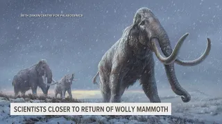 Scientists working to bring back woolly mammoth say they've reached a milestone