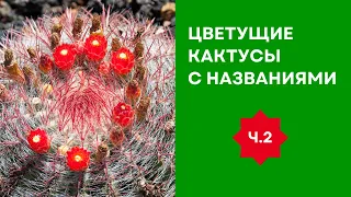 Такого обилия кактусов я еще не видел! Экскурсия по израильскому питомнику, часть 2