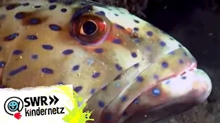 Barschartige Fische bei OLI's Wilde Welt | SWR Kindernetz