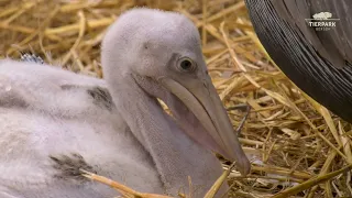 Pelikan-Nachwuchs im Tierpark Berlin - Pelican offspring at Tierpark Berlin