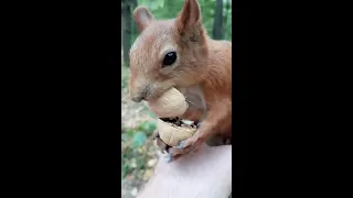 Ушастик ещё раз показал, как белки вскрывают грецкие орехи / Squirrel opens a walnut