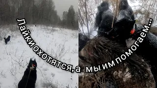 Лайки охотятся, а мы им помогаем...