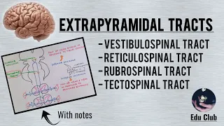 Extrapyramidal Tracts || Descending Tracts || Vestibulo, Reticulo, Rubro and Tectospinal Tracts