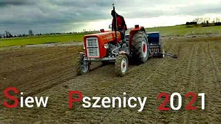 ✔ Uprawa i siew pszenicy✔🌾 Ursus c-360 + Agregat uprawowy 2,1 & Poznaniak 6