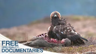 The Golden Eagle - King Of The Mountains