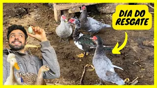 Levando os Patos para o Galinheiro - Primeiro Ovo de Marreco de PomPom da Temporada | Gutejando