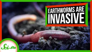 North America’s Destructive, Invasive… Earthworms